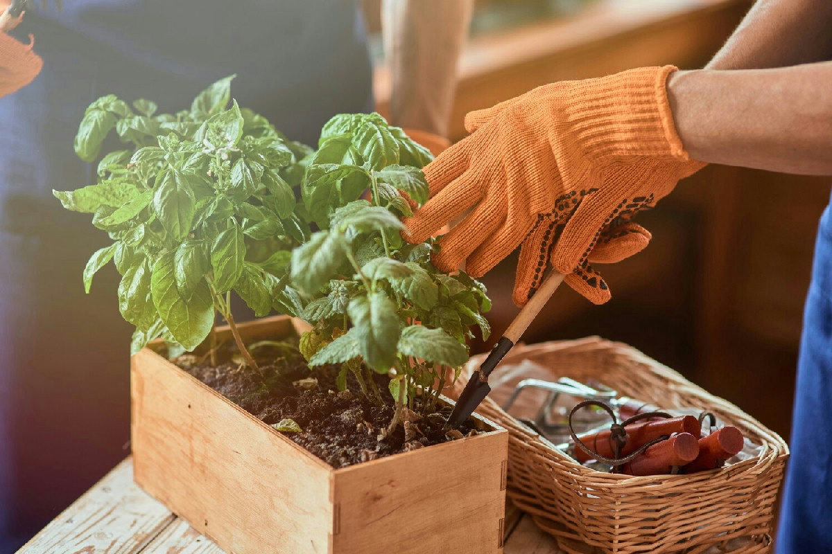 Coltivare un orto domestico porta gioia, riduce lo stress quotidiano e regala momenti di serenità