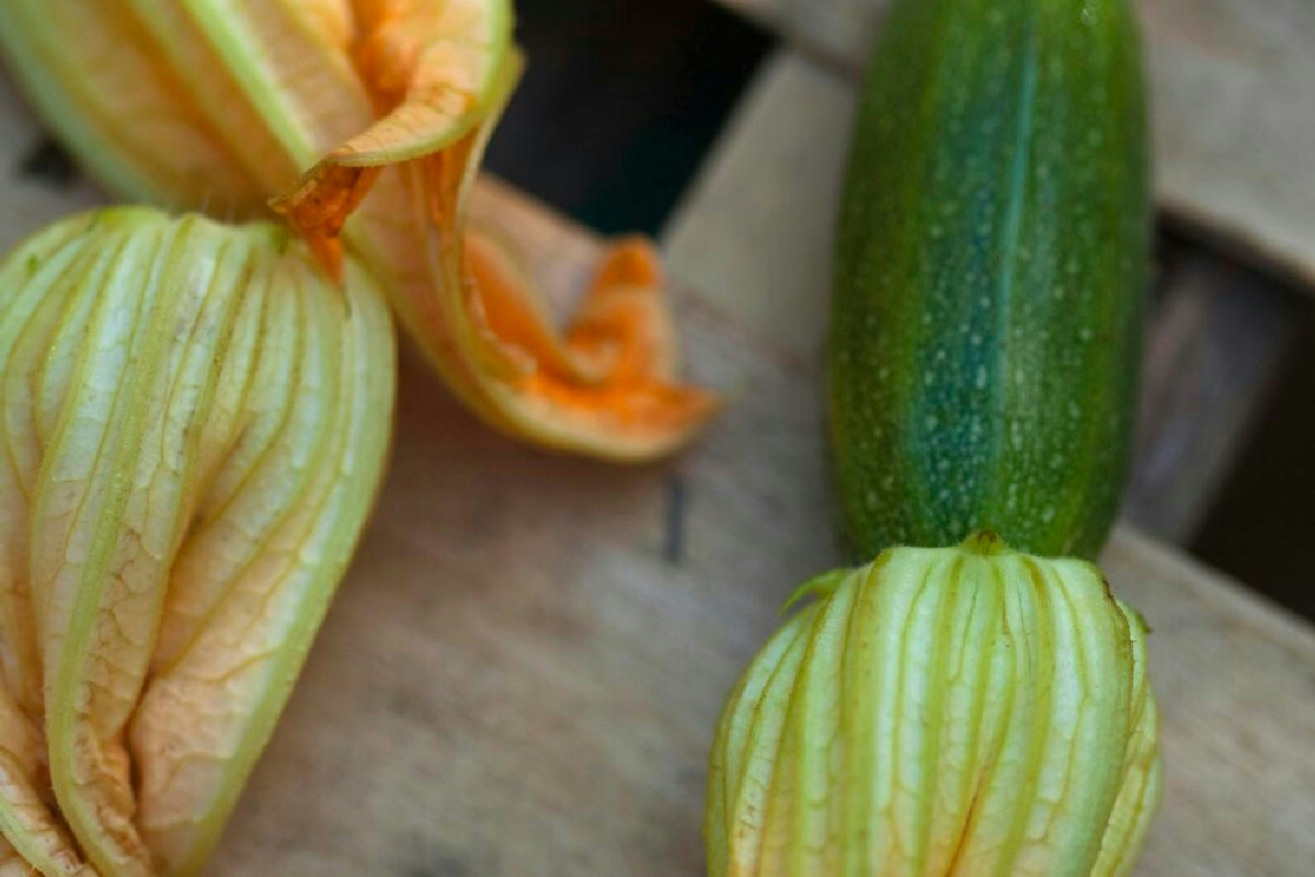 Crespelle fragranti e leggere ripiene di fiori di zucca freschi: un gusto autunnale unico