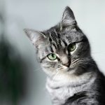 Gatti e olio di cocco: cosa sta succedendo? Scoperti benefici e rischi ignorati da troppi!